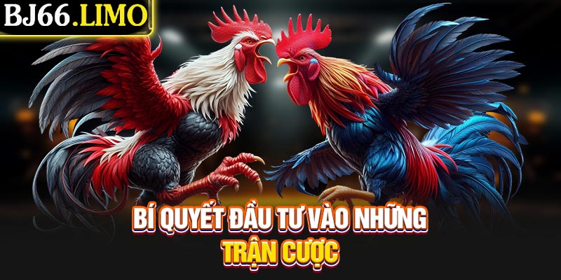 Bí quyết đầu tư vào những trận cược