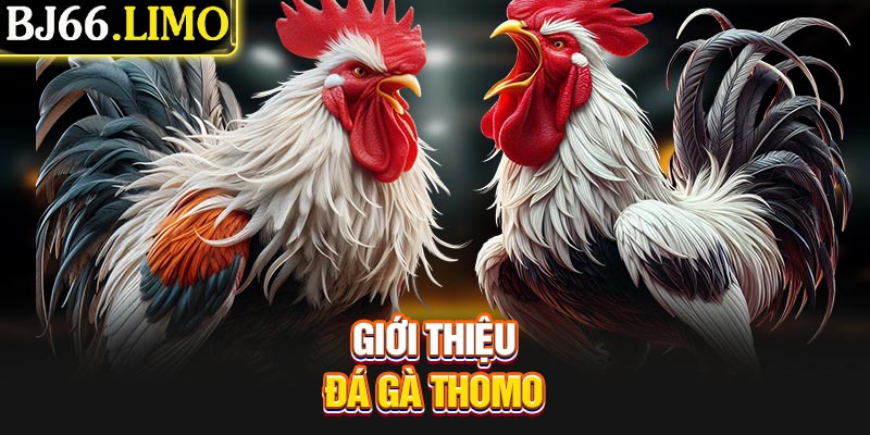Giới thiệu đá gà Thomo