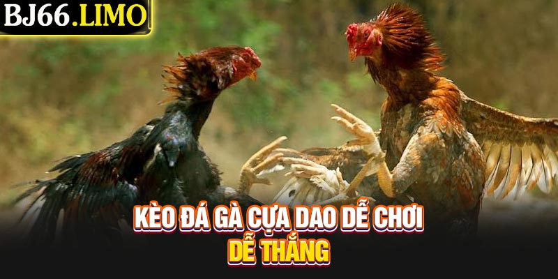Kèo đá gà cựa dao dễ chơi dễ thắng