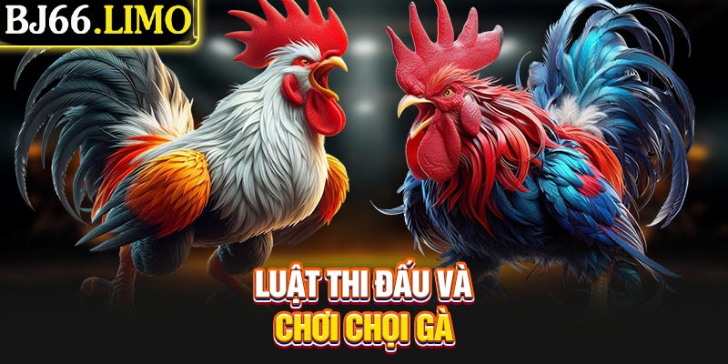Luật thi đấu và chơi chọi gà