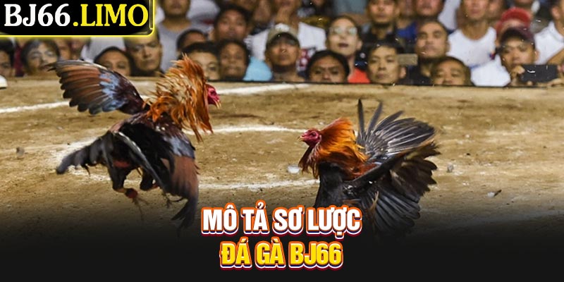 Mô tả sơ lược đá gà BJ66