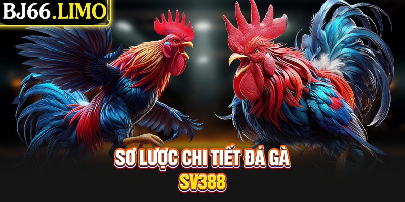 Sơ lược chi tiết đá gà SV388