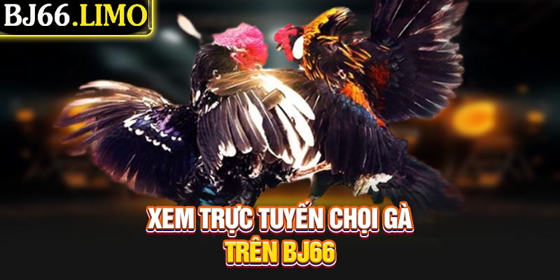 Xem trực tuyến chọi gà trên BJ66